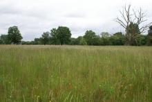 cliquez ici pour la fiche habitat associée